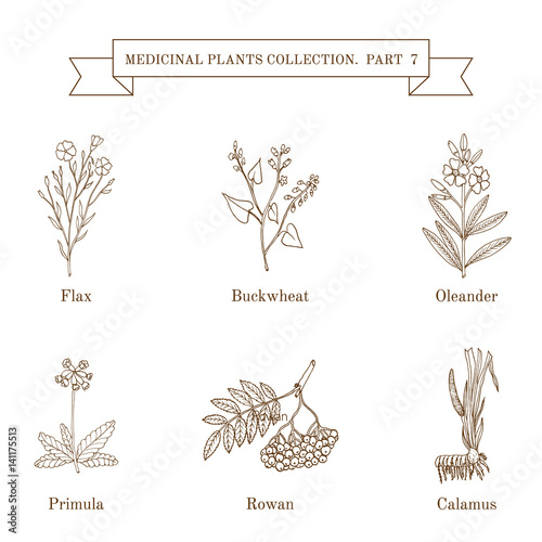 Vintage collection of hand drawn medical herbs and plants