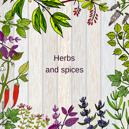 Frame with hand drawn culinary herbs and spices