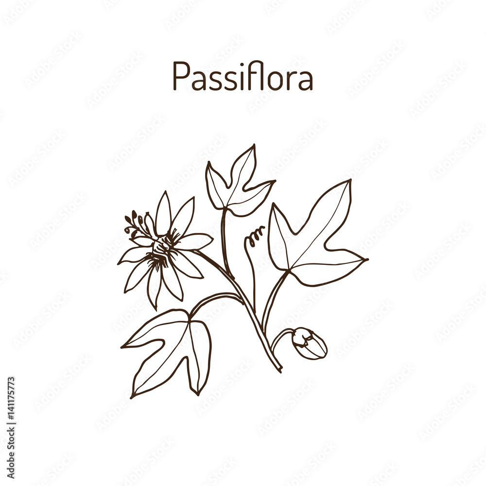 Passiflora, or passion flowers Adobe Stock