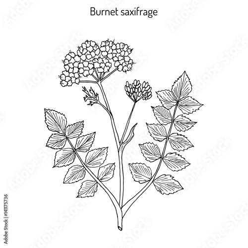 Solidstem burnet saxifrage Pimpinella saxifraga 