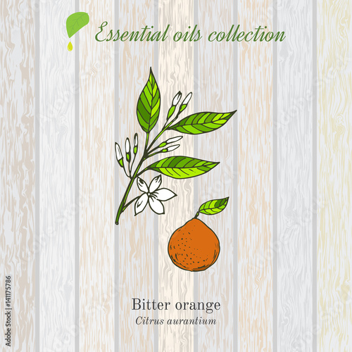 bitter orange, essential oil label, aromatic plant.