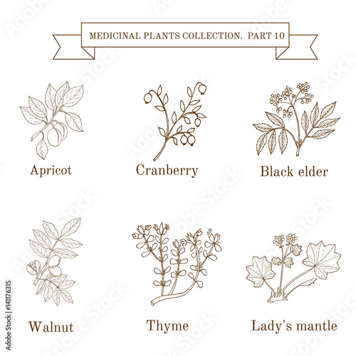 Vintage collection of hand drawn medical herbs and plants