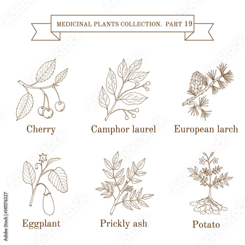 Vintage collection of hand drawn medical herbs and plants