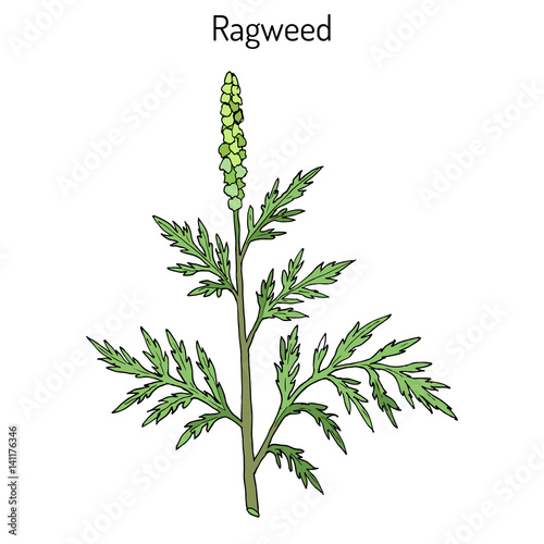 Common ragweed Ambrosia artemisiifolia  photo