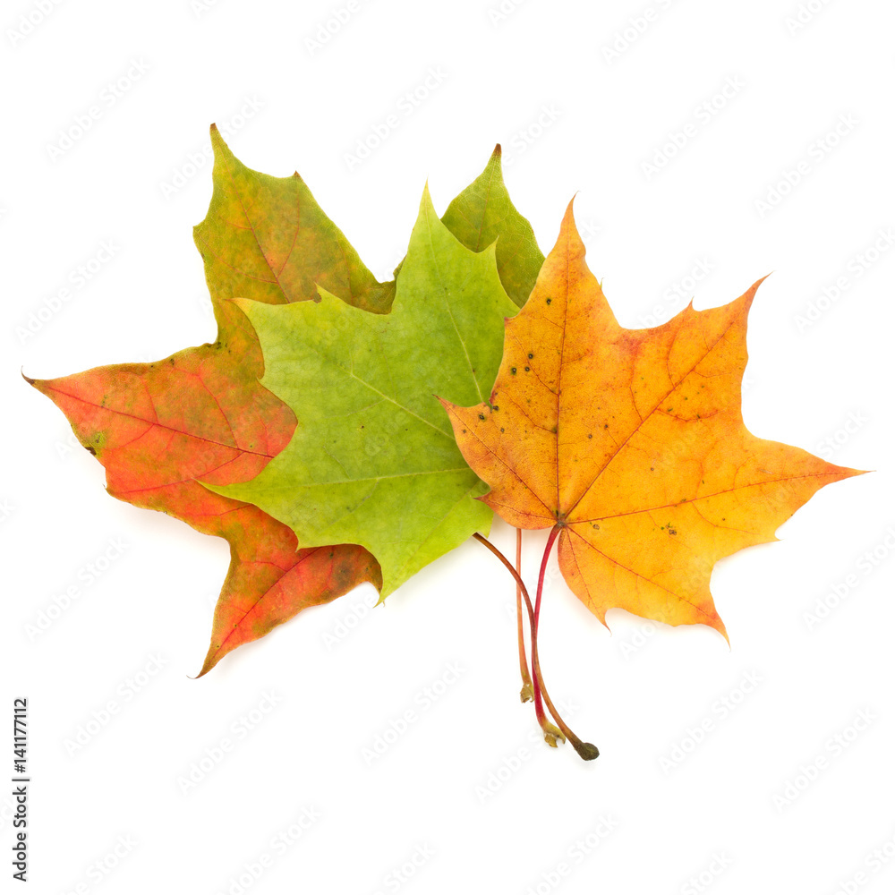 colorful autumn maple leaf isolated on white background