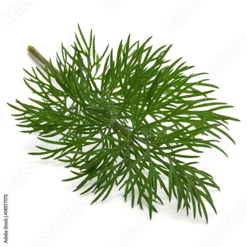 Close up shot of branch of fresh green dill herb leaves isolated on white background