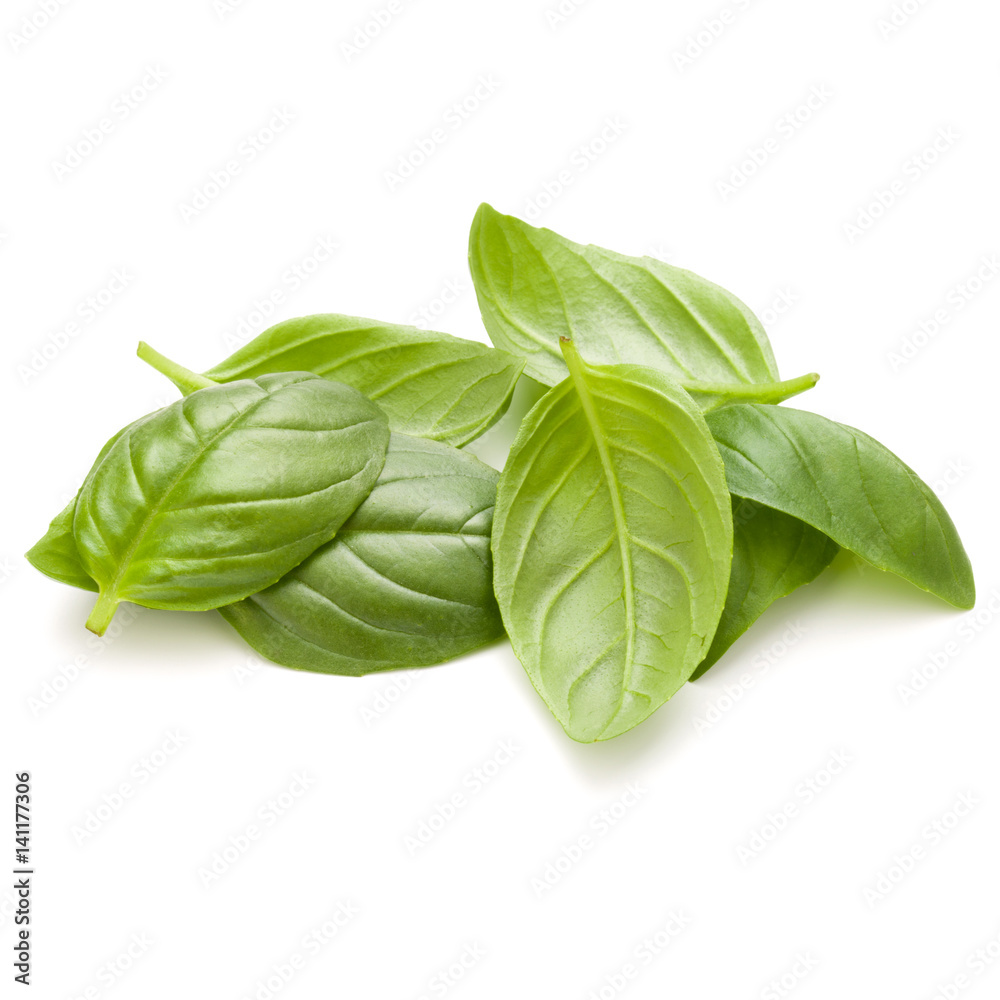 Fototapeta premium Sweet basil herb leaves handful isolated on white background closeup