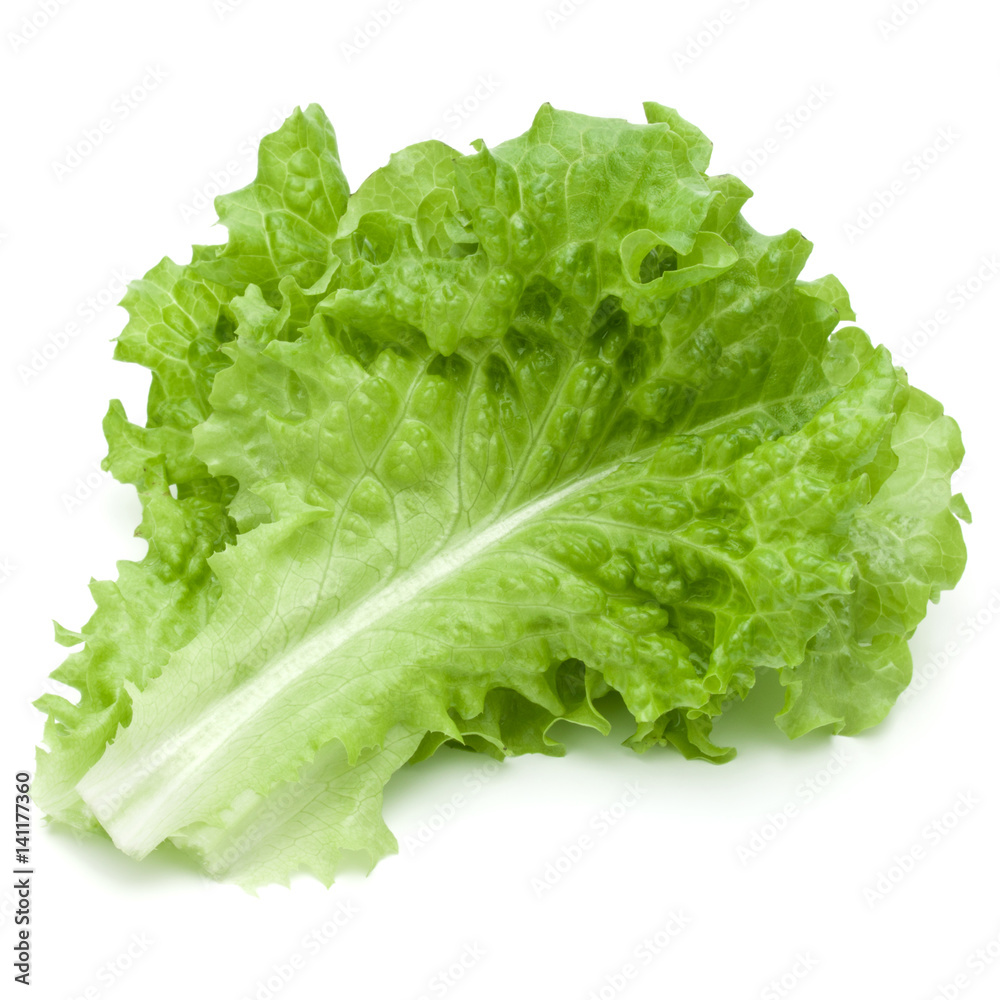 fresh green lettuce salad leaves isolated on white background fresh green lettuce salad leaves isolated on white background