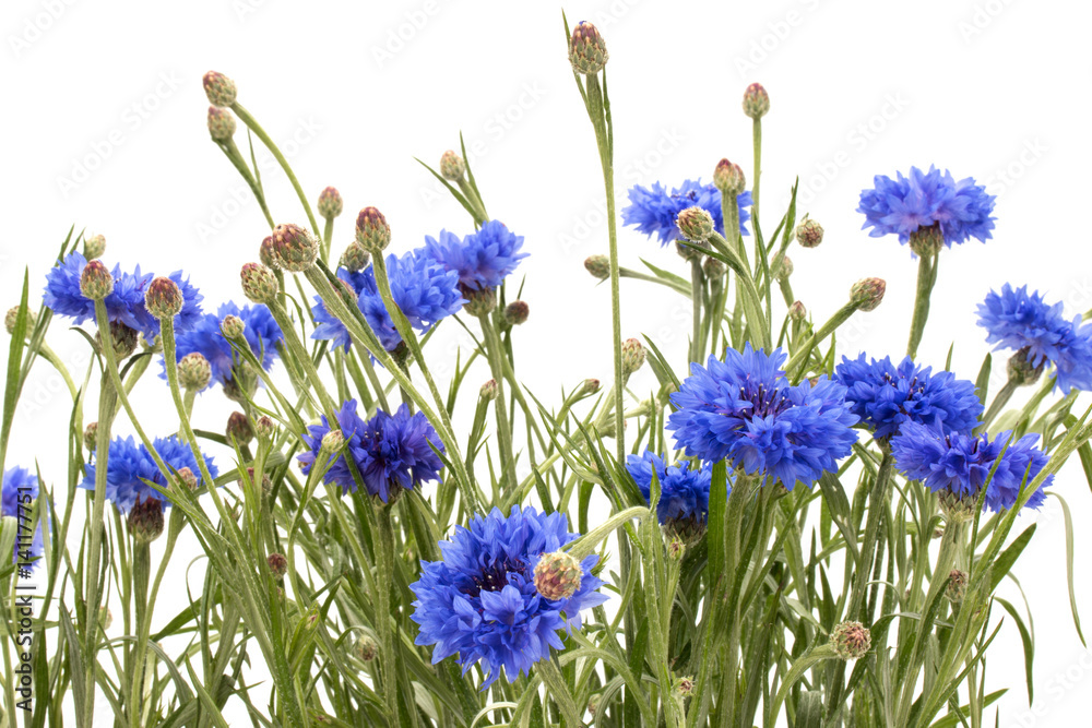 Blue Cornflower Herb or bachelor button flower bouquet isolated on white background cutout Blue Cornflower Herb or bachelor button flower bouquet isolated on white background cutout