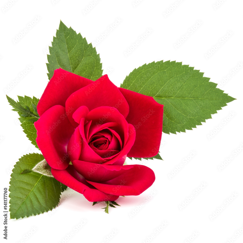 Naklejka premium czerwona róża kwiat głowy na białym tle na białe tło wyłącznik