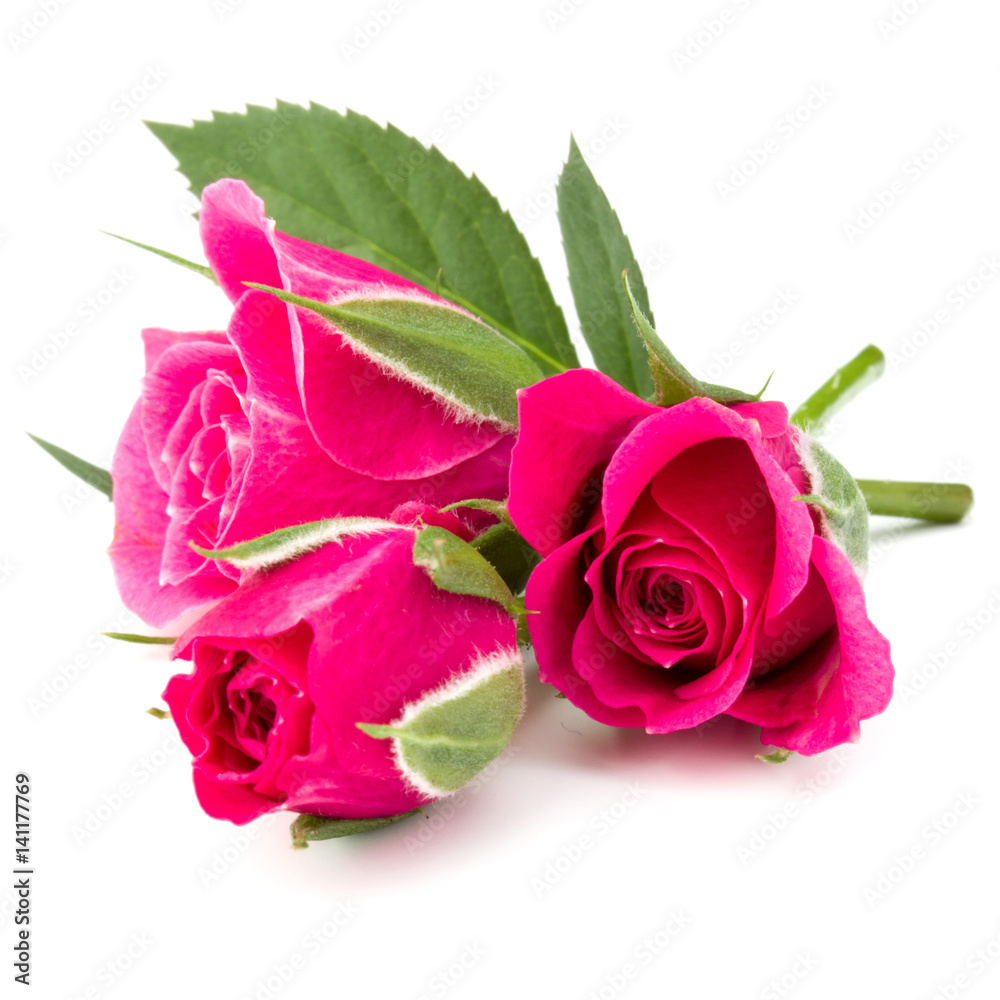 pink rose flower head isolated on white background cutout pink rose flower head isolated on white background cutout