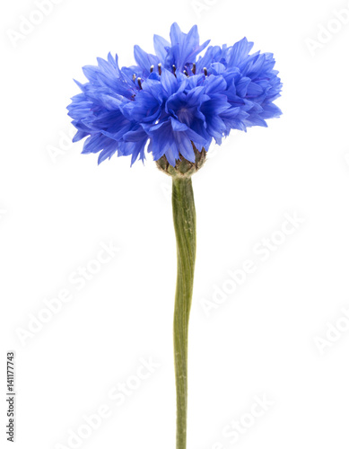 Fototapeta Naklejka Na Ścianę i Meble -  Blue Cornflower Herb or bachelor button flower head isolated on white background cutout