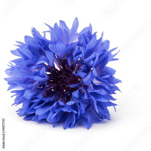 Blue Cornflower Herb or bachelor button flower head isolated on white background cutout