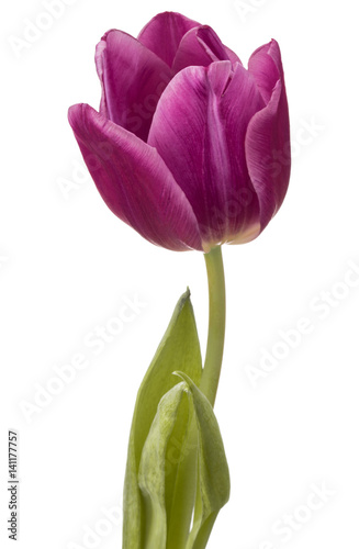 Fototapeta Naklejka Na Ścianę i Meble -  lilac tulip flower head isolated on white background