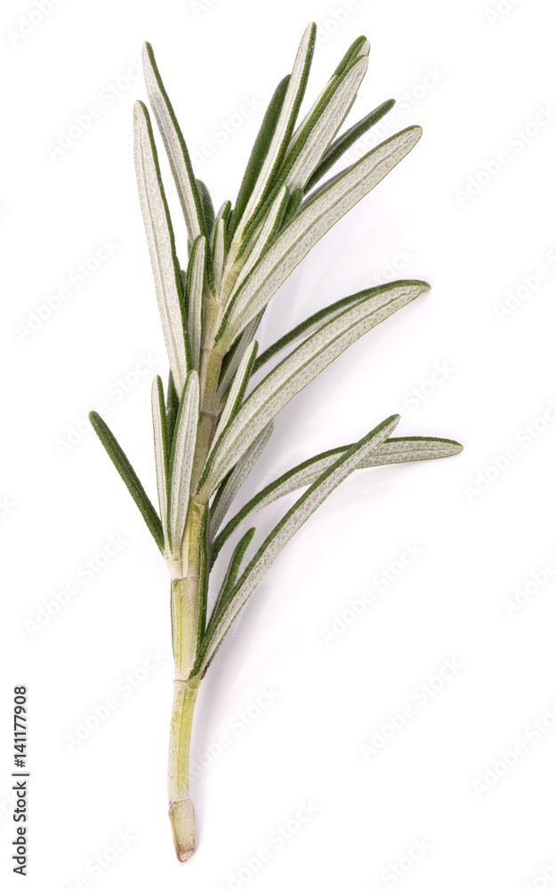 Fototapeta premium rosemary herb spice leaves isolated on white background cutout