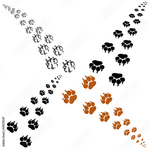 Footprints of a big cat. Panther or tiger traces. Vector clipart 