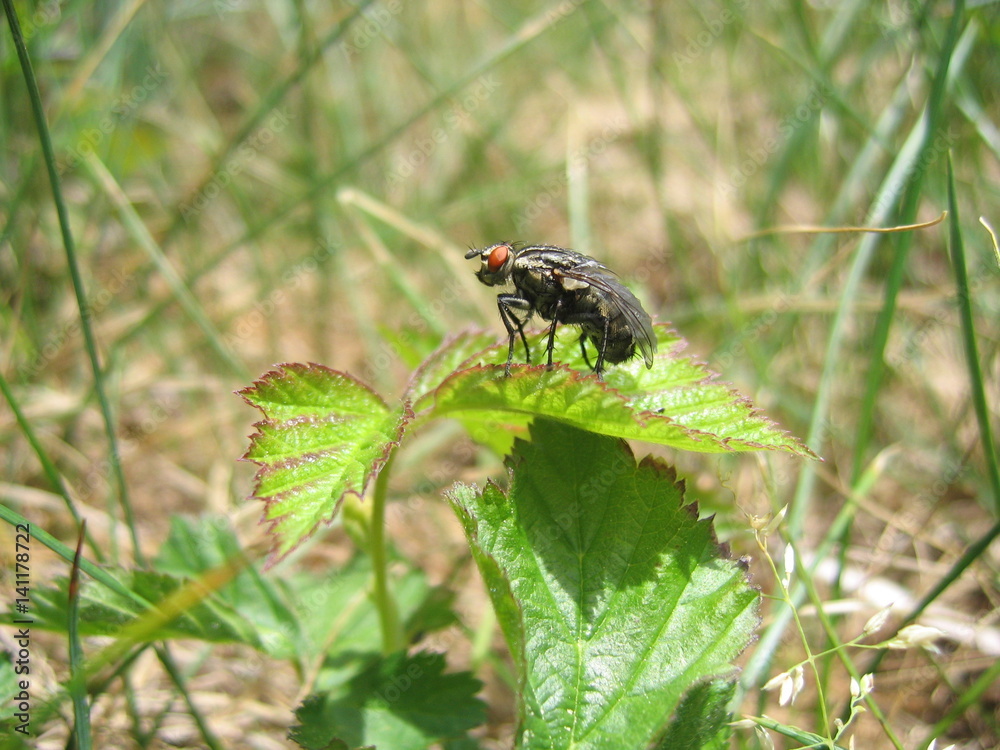 Naklejka premium Fliege, abflugbereit