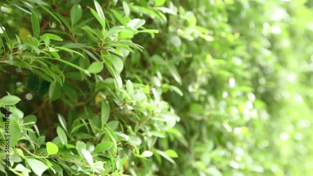 Closeup of green branches hedge. Green hedge plant background. Closeup of green branches hedge. Green hedge plant background.