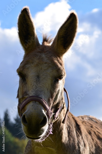 portrait of a donkey looking at the camera