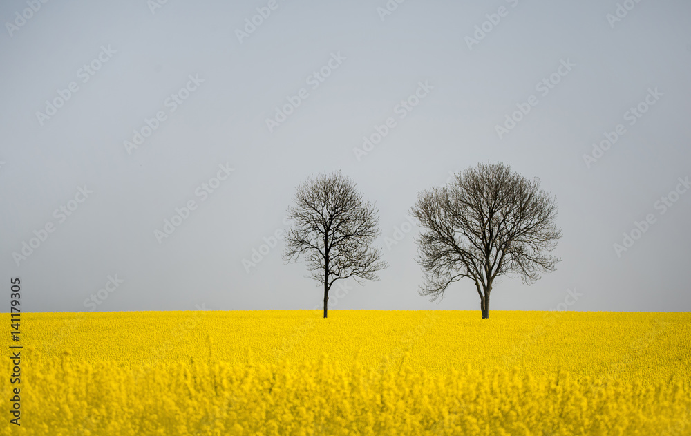 two deciduous trees in a rape field