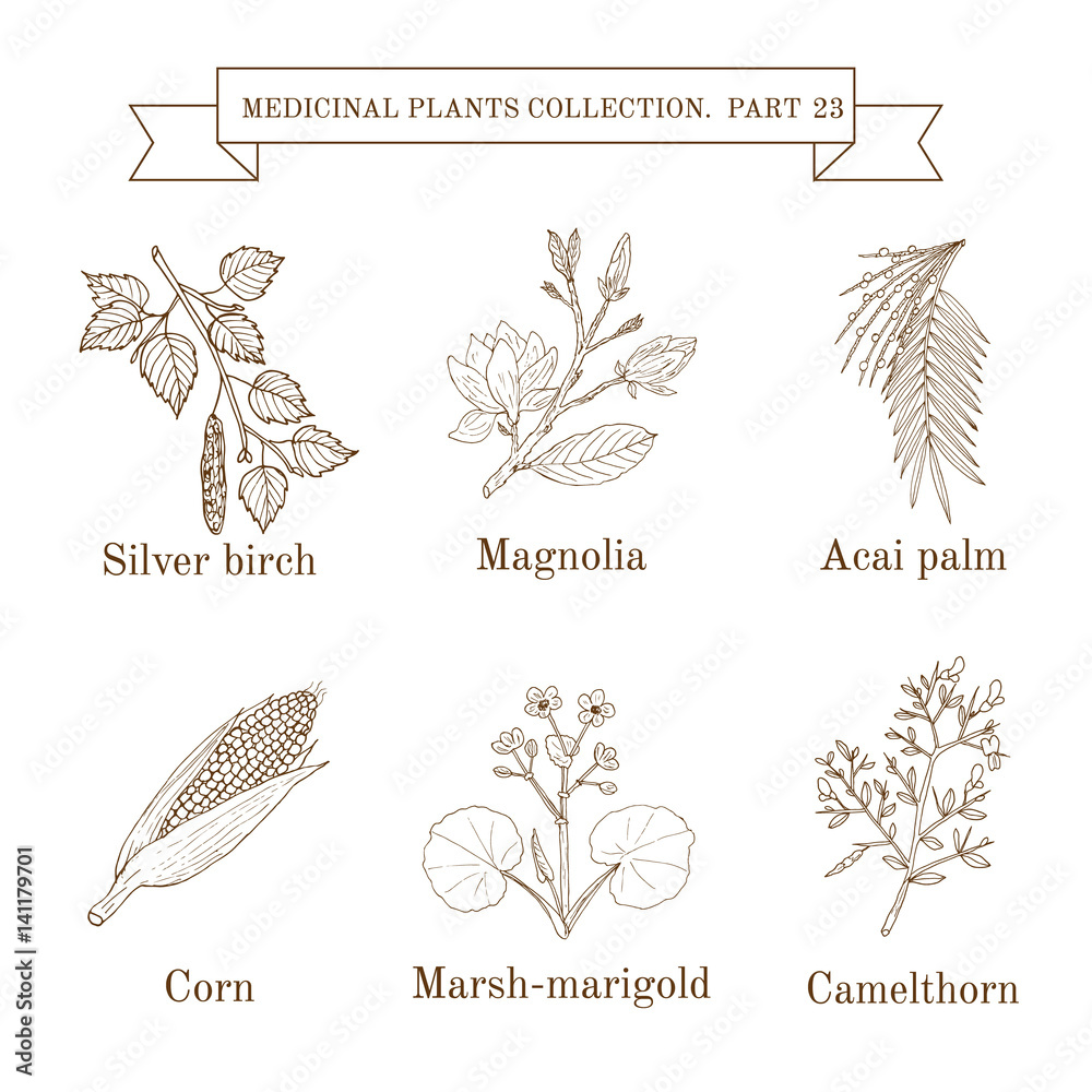 Fototapeta premium Vintage collection of hand drawn medical herbs and plants, silver birch, magnolia, acai palm, corn, marsh-marigold, camelthorn