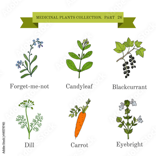 Vintage collection of hand drawn medical herbs and plants, forget-me-not, candyleaf, blackcurrant, dill, carrot, eyebright