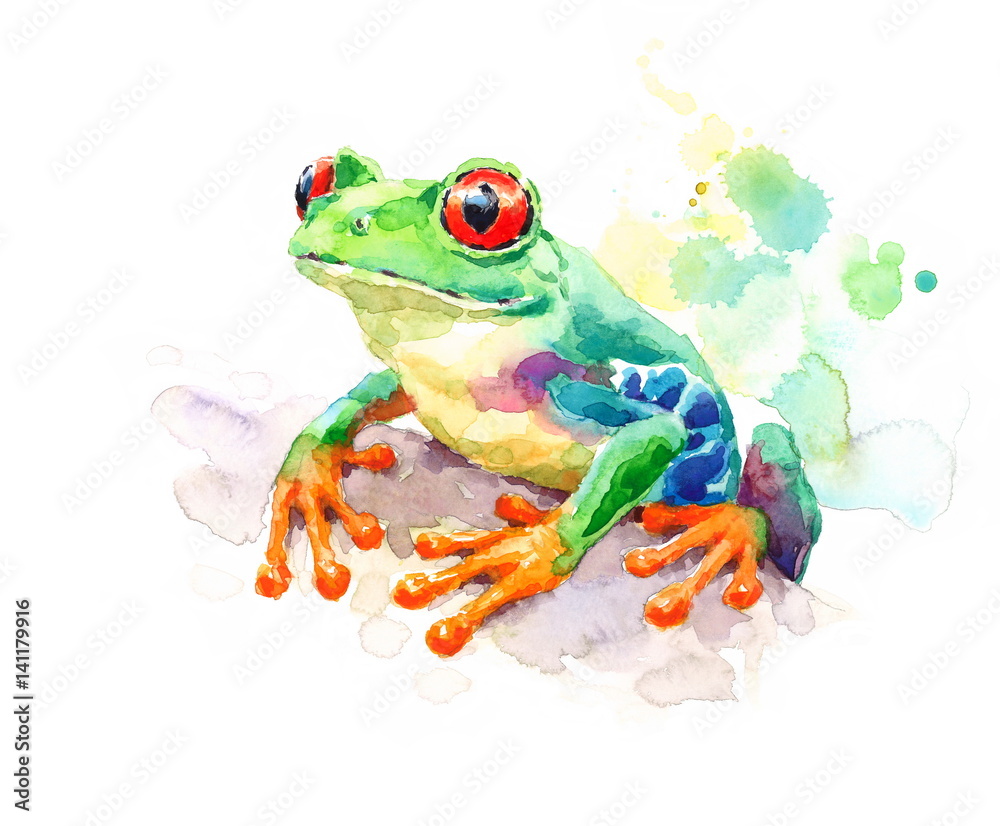 Fototapeta premium Watercolor Red-eyed Green Tree Frog Hand Painted Illustration 