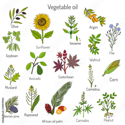 Vector collection of different oil plants