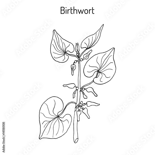 Birthwort Aristolochia clematitis , medicinal plant photo