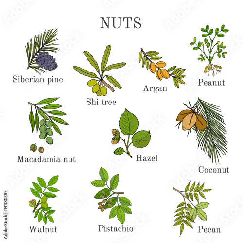 Collection of different nut branches