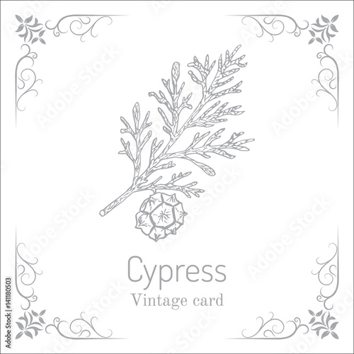 Mediterranean Cypress branch Cupressus sempervirens .