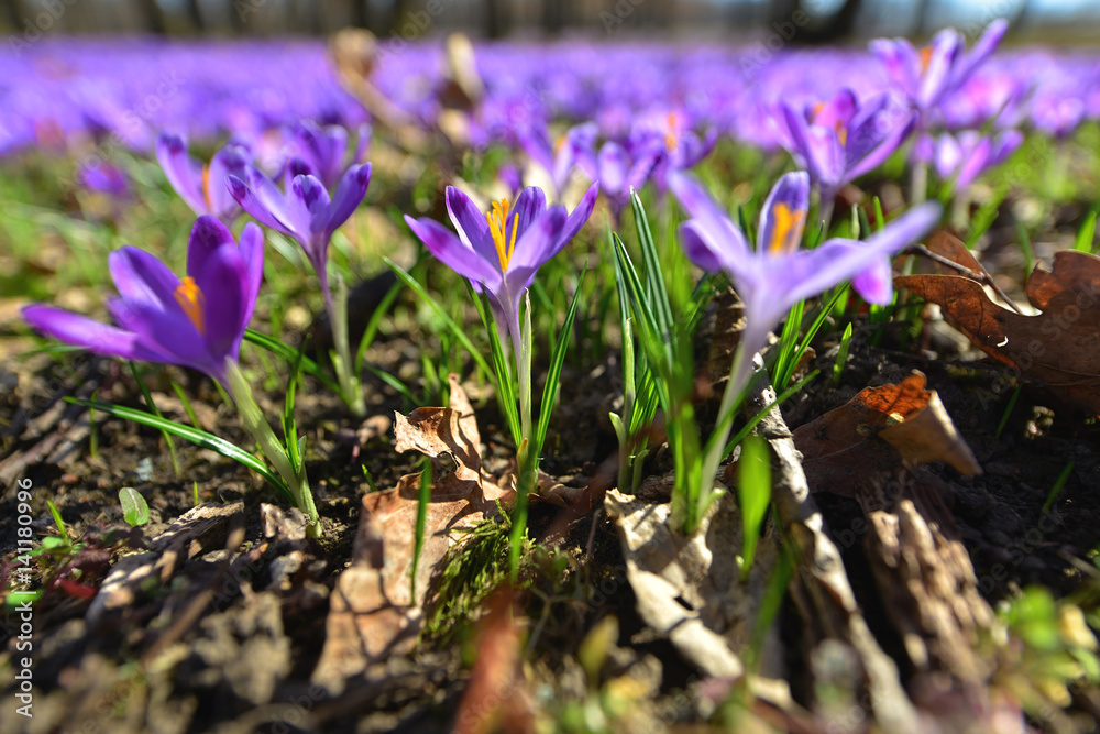 The first spring flowers - Crocus heuffelianus in the Carpathian forest. Selective focus The first spring flowers - Crocus heuffelianus in the Carpathian forest. Selective focus