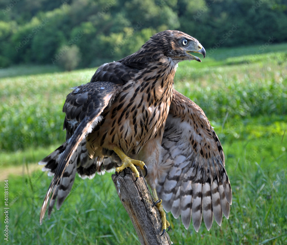 Fototapeta premium A young hawk on a background of green summer trying to fly