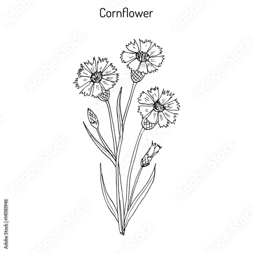Cornflower Centaurea cyanus   medicinal and honey plant