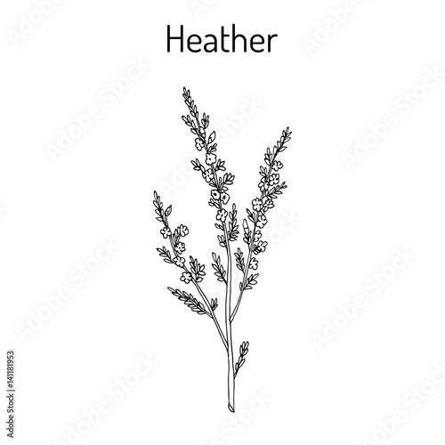 Heather calluna vulgaris branch with leaves and flowers photo