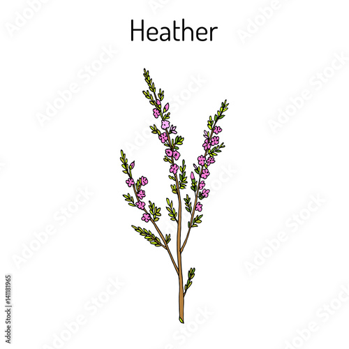 Heather calluna vulgaris branch with leaves and flowers - medicinal and honey plant photo