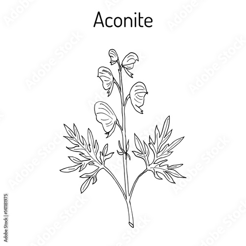 Aconite Aconitum napellus , flowering plant