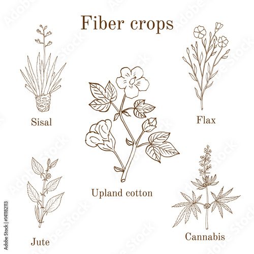 Fiber crops - cotton, sisal, flax, jute, cannabis