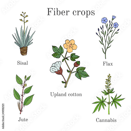Fiber crops - cotton, sisal, flax, jute, cannabis