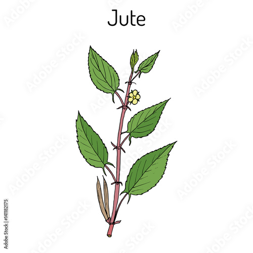 Fiber crop jute Corchorus olitorius , or Nalta-jute, tossa-jute, Jew s mallow, West African sorrel, bush okra