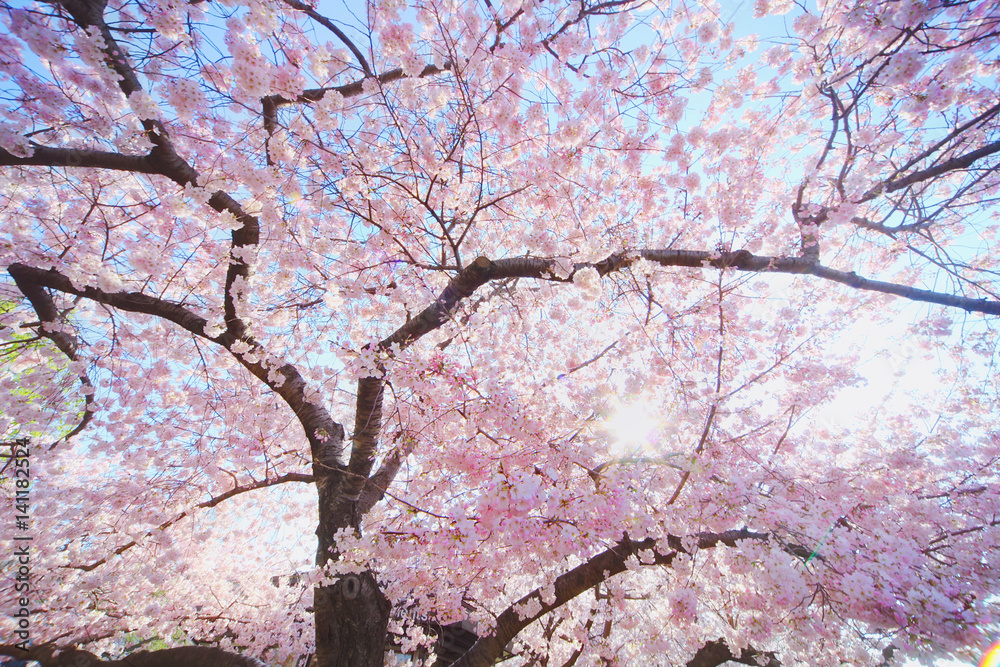 Cherry Blossoms at Tidal Basin, Washington DC Cherry Blossoms at Tidal Basin, Washington DC