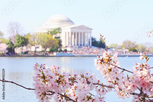 Cherry Blossoms at Tidal Basin, Washington DC photo