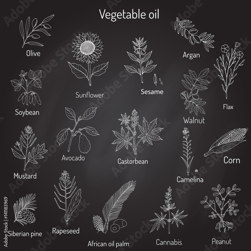 Vector collection of different oil plants