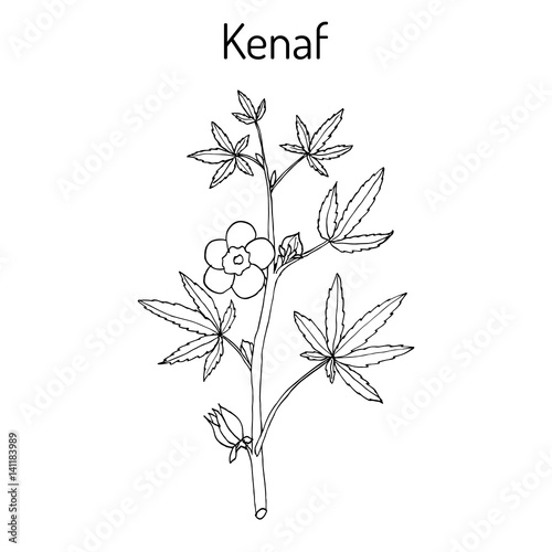 Kenaf Hibiscus cannabinus , or Deccan hemp, or Java jute