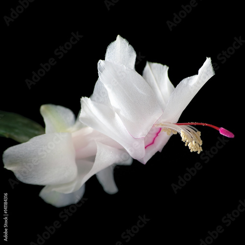 White Schlumbergera Christmas Cactus Flower Closeup, isolated on black