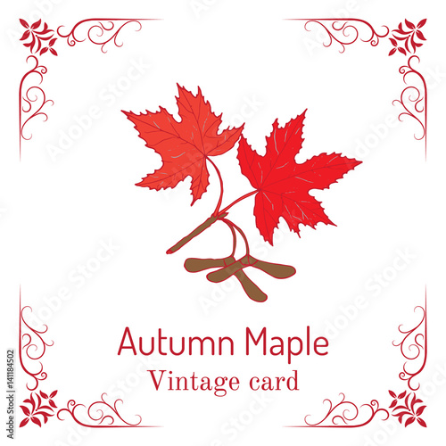Autumn maple branch with leaves and seeds. Vintage card