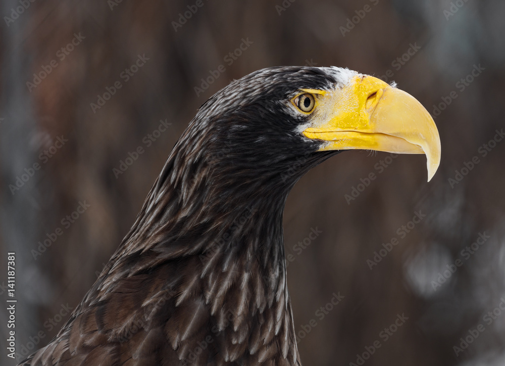 Steller's sea eagle (Haliaeetus pelagicus). Wildlife animal.