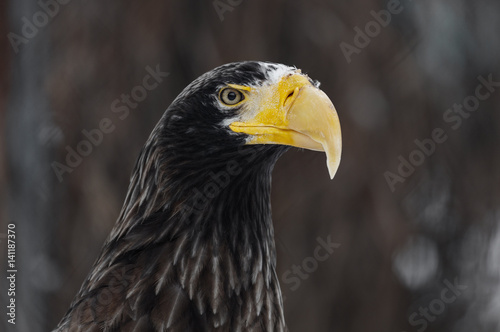 Steller s sea eagle  Haliaeetus pelagicus . Wildlife animal.