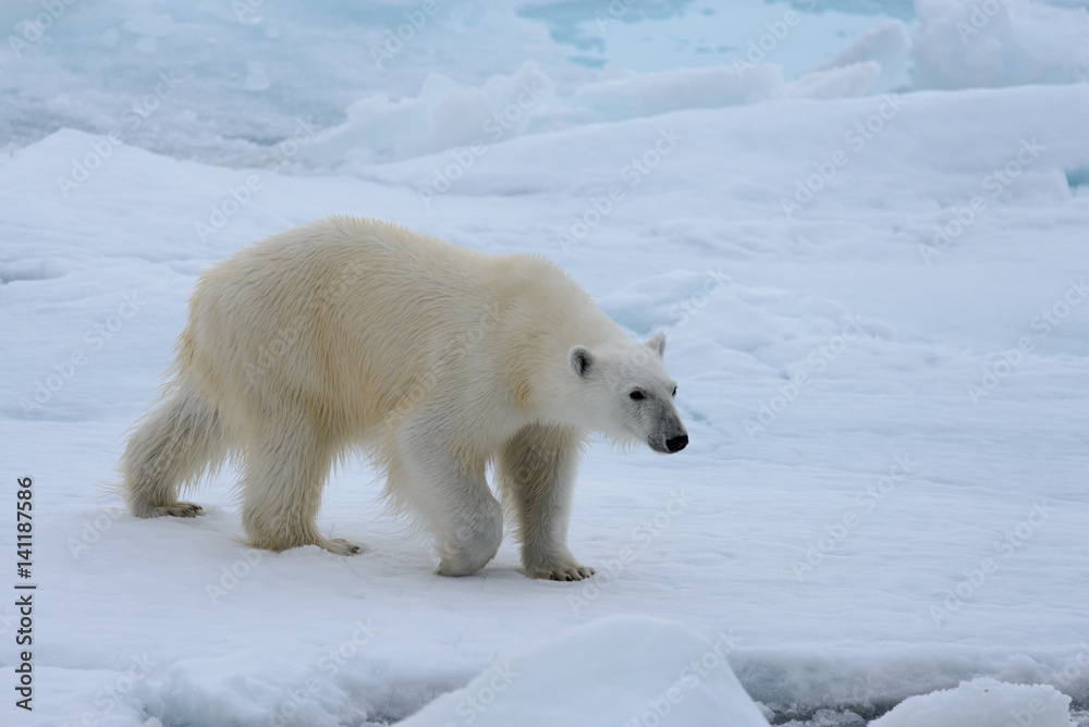 Polar bear on the ice