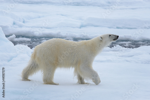 Polar bear on the ice © Alexey Seafarer